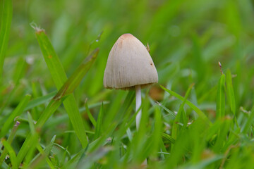 芝生の中にキコガサタケが生えている風景