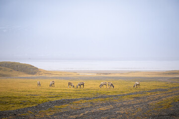 Fototapeta na wymiar herd of reindeers in iceland