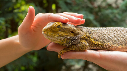 beautiful agama lizard on the palms.hands hold and protect the lizard