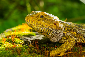 beautiful agama lizard close-up.dragon lizard portrait for wallpaper banner background