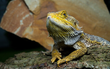 beautiful agama lizard close-up.dragon lizard on stone for wallpaper banner background