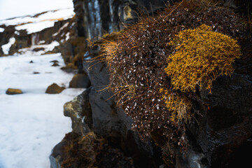yellow moss on the rock in winter