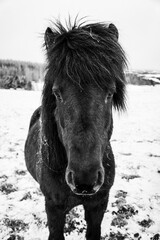 black icelandic pony in winter