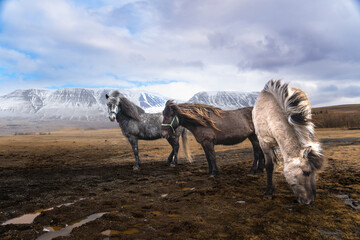 icelandic ponys in the mountains - obrazy, fototapety, plakaty