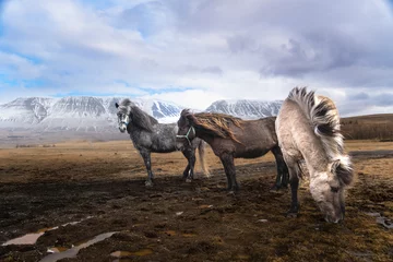 Fotobehang icelandic ponys in the mountains © Tomasz