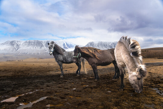 icelandic ponys in the mountains