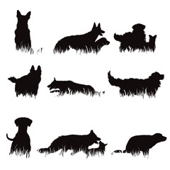 Set of vector silhouettes of different dogs on white background.