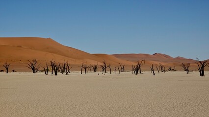 Fototapeta na wymiar Sanddünen und abgestorbene Bäume in der Namibwüste in Namibia