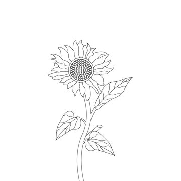 Vector Sunflower Silhouette Vector Line Art illustration