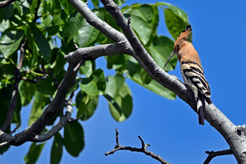 Eurasian hoopoe // Wiedehopf (Upupa epops) - Greece © bennytrapp