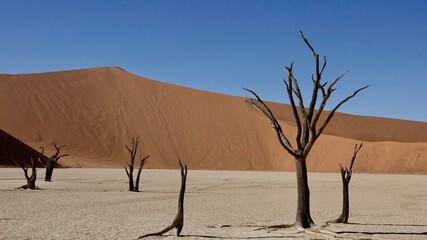 Sanddünen und abgestorbene Bäume in der Namibwüste in Namibia