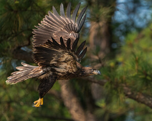 Immature Bald Eagle