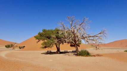 Fototapeta na wymiar Sanddünen und abgestorbene Bäume in der Namibwüste in Namibia