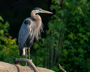 Great Blue heron on a Log