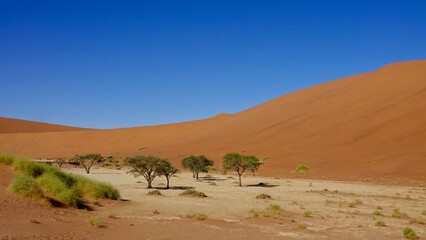Sanddünen und abgestorbene Bäume in der Namibwüste in Namibia