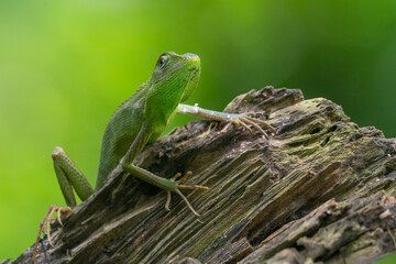 A maned forest lizard Broncochela jubata basking on a chunk of wood with natural bokeh background 