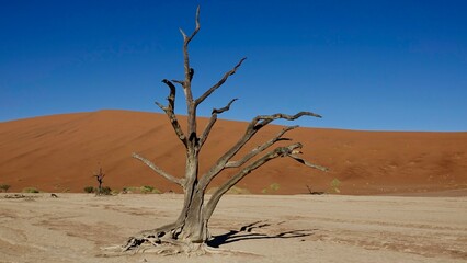 Sanddünen und abgestorbene Bäume in der Namibwüste in Namibia