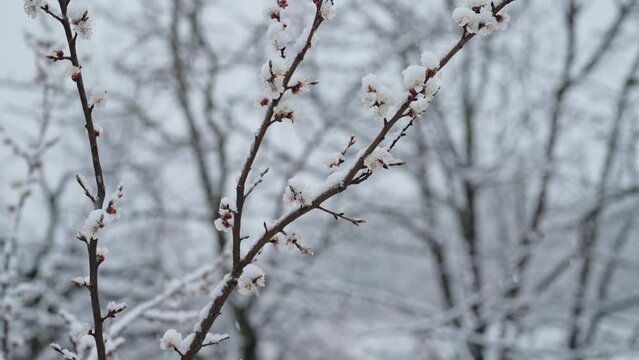 Apple tree blossom in garden under last early spring snow. Cold temperature