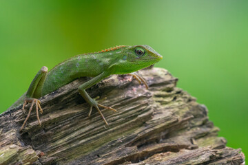 Naklejka na ściany i meble A maned forest lizard Broncochela jubata basking on a chunk of wood with natural bokeh background 