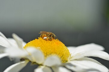 bee on flower