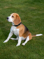 Cute beagle on grass