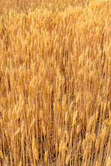 Fototapeta premium Closeup of wheat in a golden wheat field