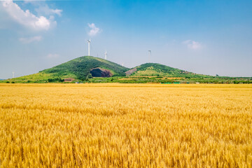 Golden wheat field under the blue sky and white clouds