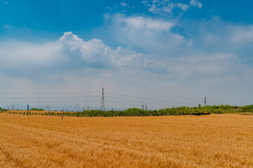 Fototapeta na wymiar Golden wheat field under the blue sky and white clouds