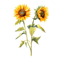 Fototapeta premium Watercolor sunflower hand painted illustration, perfect for wedding invitation, greeting card, fabric, textile, wallpaper, ceramics, branding, web design, stationery, cosmetic, social media, scrapbook