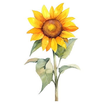 Watercolor sunflower hand painted illustration, perfect for wedding invitation, greeting card, fabric, textile, wallpaper, ceramics, branding, web design, stationery, cosmetic, social media, scrapbook