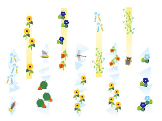 夏のフレームイラストセット