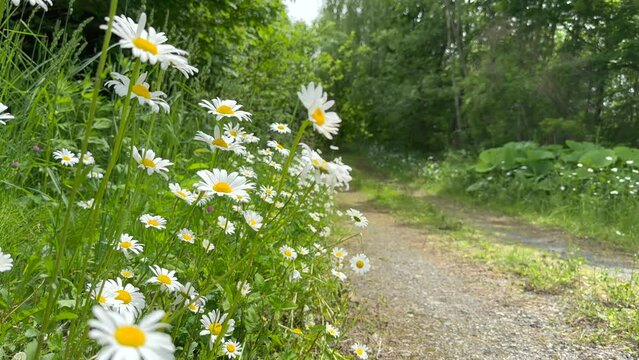 French chrysanthemum (Leucanthemum vulgare, フランスギク) swaying in the wind in an early summer forest where cicadas singing.