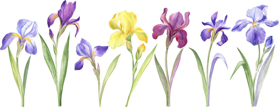 Watercolor illustration of the iris flowers of different colors