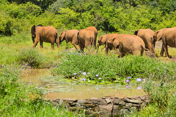 Baby Elephants in the Orphanage, Kenya - 611980302