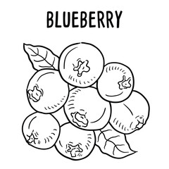 Blueberry. vector hand drawn illustration