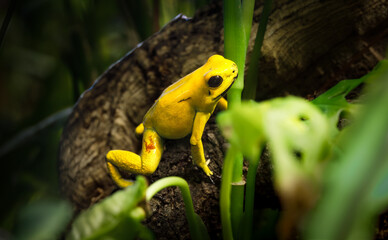 Golden Dart Frog
