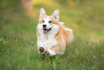 Beautiful and funny welsh corgi pembroke running, green blurred background on the spring grass