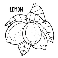 Lemon. vector hand drawn illustration
