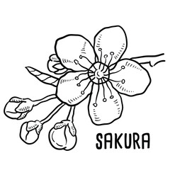 Sakura. vector hand drawn illustration