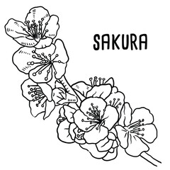 Sakura. vector hand drawn illustration