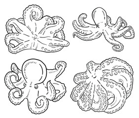 Octopus. vector hand drawn illustration