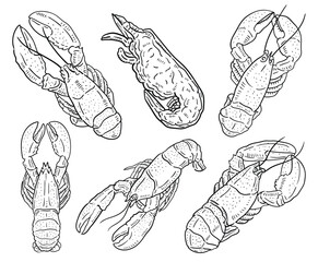  Lobster. vector hand drawn illustration