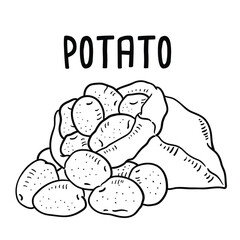 Potato. vector hand drawn illustration