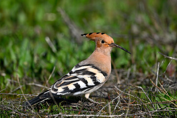 Eurasian hoopoe // Wiedehopf (Upupa epops) - Greece © bennytrapp