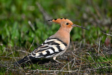 Eurasian hoopoe // Wiedehopf (Upupa epops) - Greece © bennytrapp