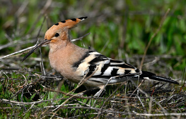 Eurasian hoopoe // Wiedehopf (Upupa epops) - Greece © bennytrapp