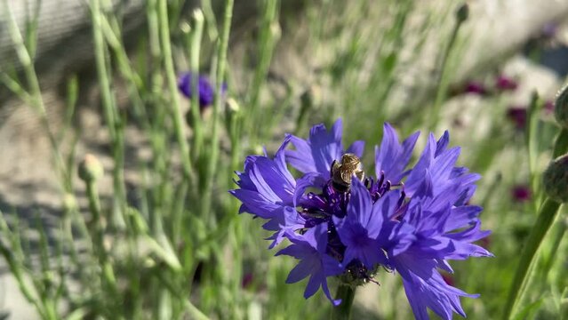 A flower in the garden, a bee collects pollen, sits on a flower. Blue forest flower in sunny weather, macro shot. High quality 4k video.