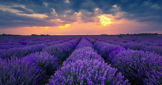 Sunset in the countryside over agricultural blooming lavender field