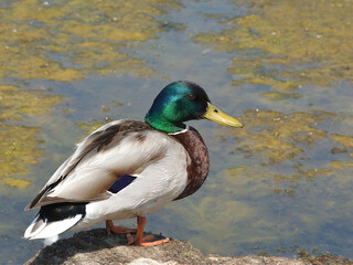 mallard on the pond