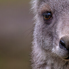 Eastern Grey Kangaroo (Macropus giganteus) in half-portrait style © Andrew